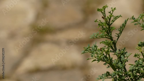 Ruta graveolens, commonly known as rue, common rue or herb-of-grace, is a species of Ruta grown as an ornamental plant and as an herb. It is native to the Balkan Peninsula. photo