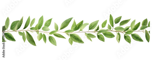 PNG Horizontal leaf pattern paper strip tape plant herbs tree photo