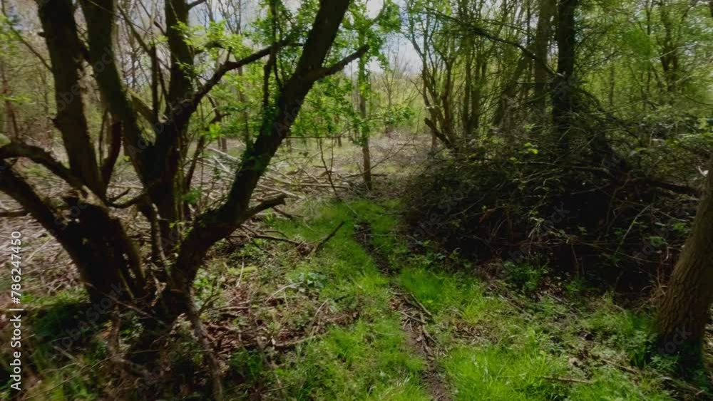 4k walking through dense deciduous woodland forests in English Spring. Leaves and flowers beginning to come alive and bloom on a sunny spring day 4k walking through dense deciduous woodland forests in English Spring. Leaves and flowers beginning to come alive and bloom on a sunny spring day