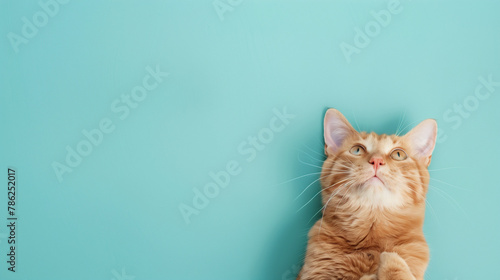 The cat looking up is on blue background with copy space