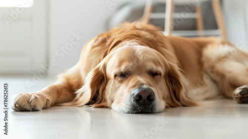 Relaxed cute Golden retriever dog