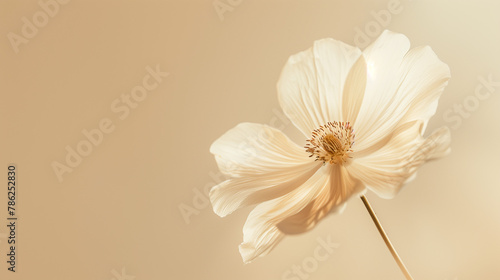 close up photo of flower, beige