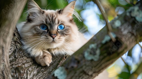 A cat with white fur and blue eyes lounging in a tree photo