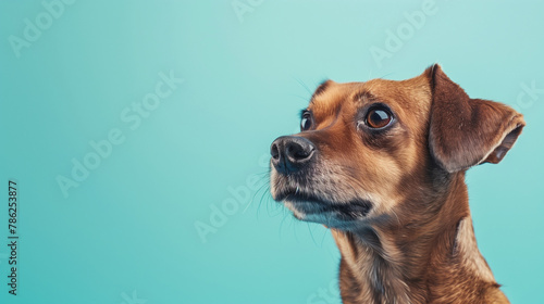 dog on blue background with copy space