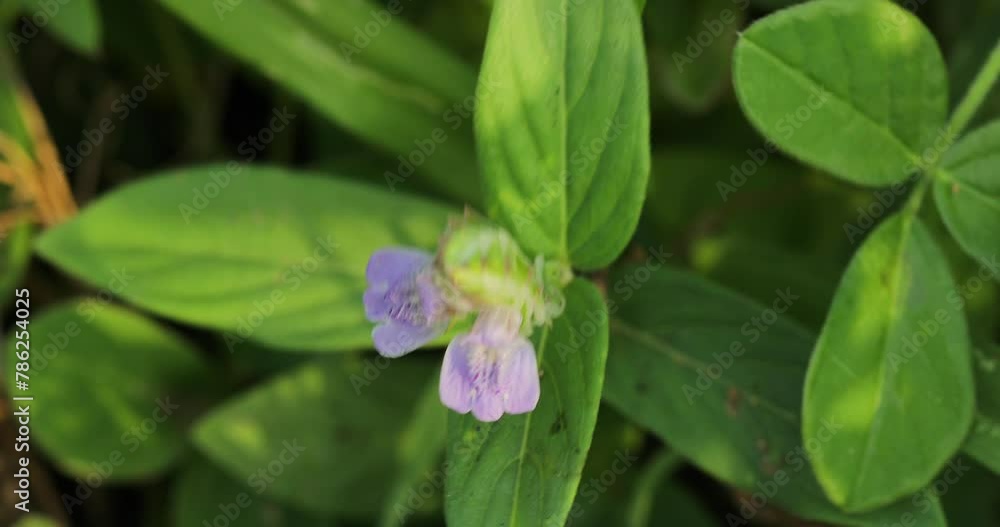 Rungia flower macro. Flower background. Rungia flower macro. Flower background.