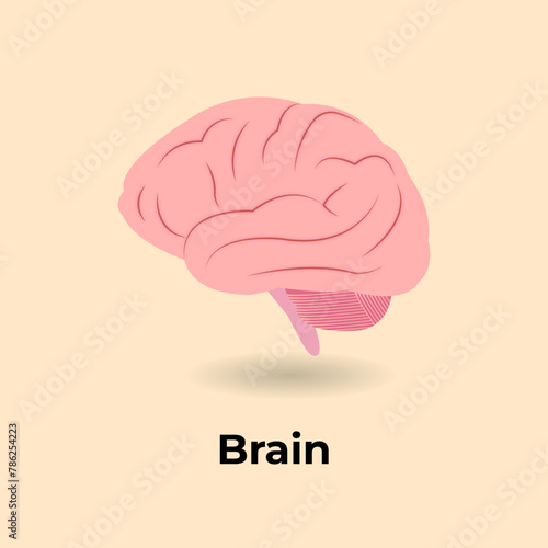 human brain illustration