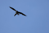 Hunter, silhouette of flying Ospley, grabbing a big fish in the blue sky