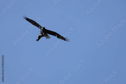 Hunter, silhouette of flying Ospley, grabbing a big fish in the blue sky