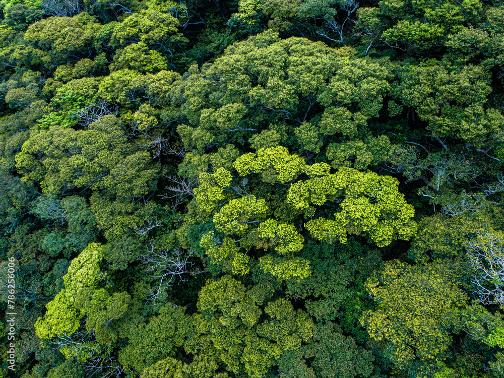 Naklejka premium 奄美の自然