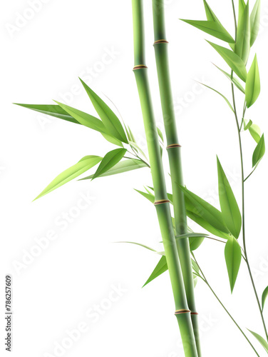 PNG Bamboo backgrounds plant freshness