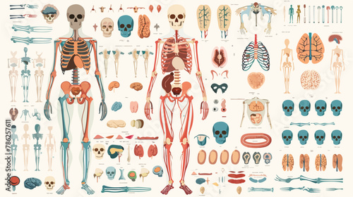 Human complete anatomy with organs flat vector isolated