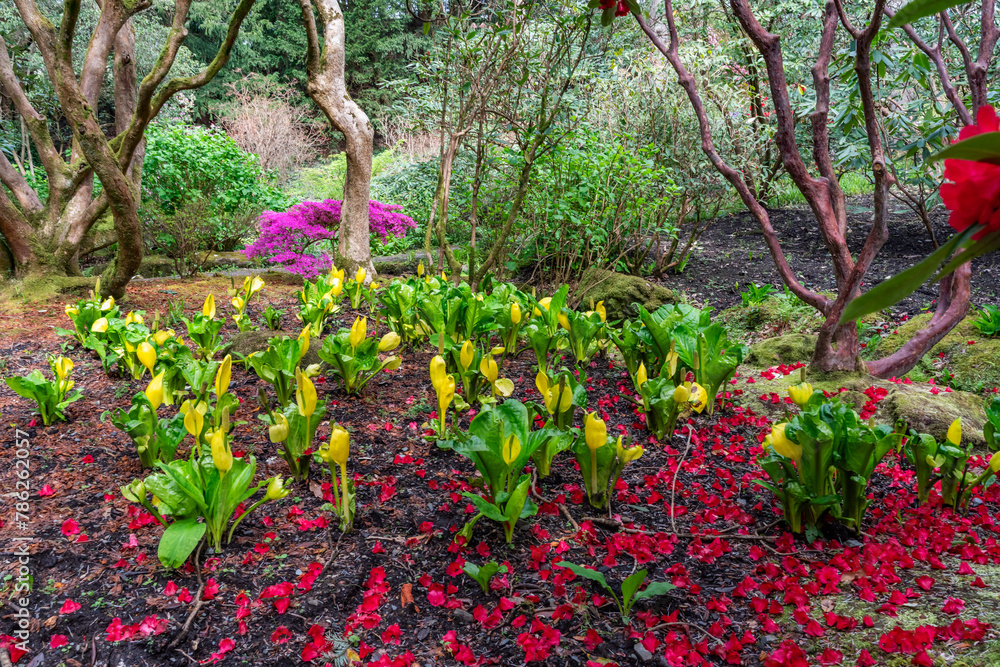 Fototapeta premium A lovely spring garden in bloom