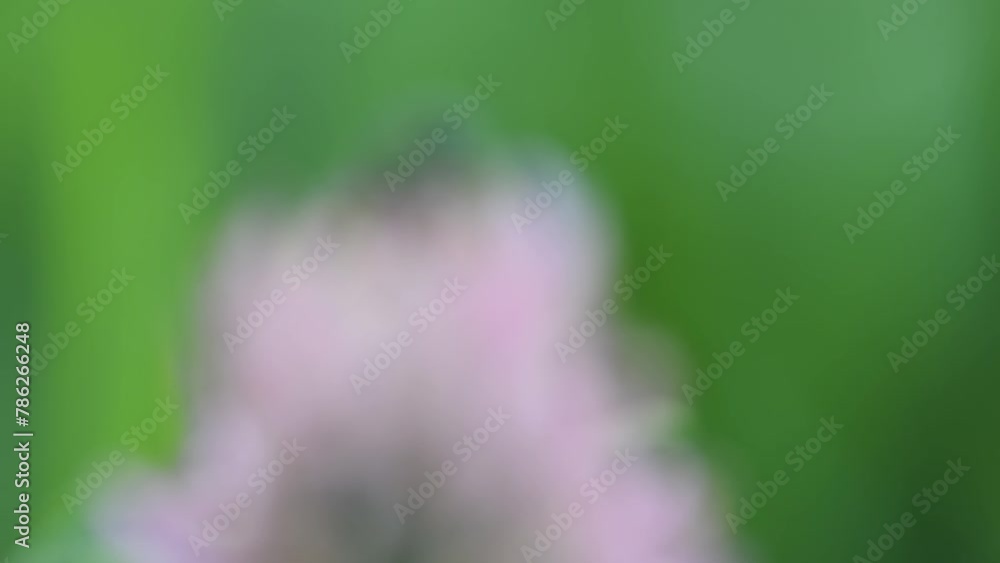 Focus transition Labidostomis longimana is a species of shorthorned