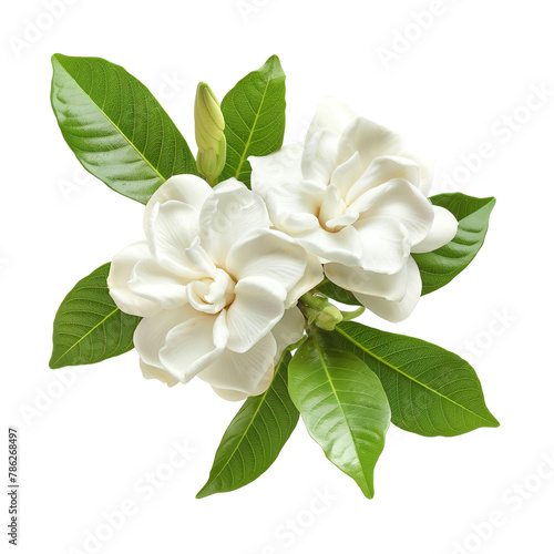 White gardenia flower isolated on a white background