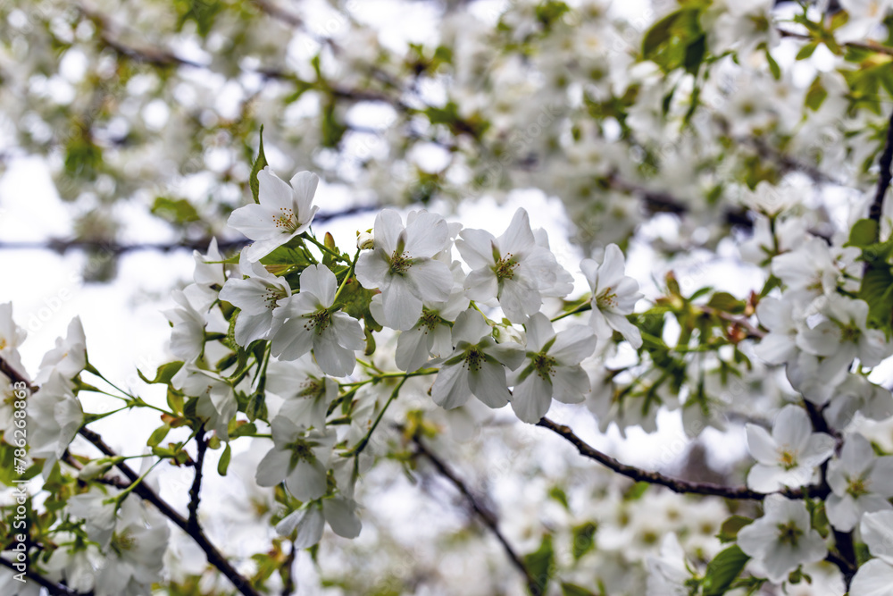 琴ノ尾公園の桜01 琴ノ尾公園の桜01