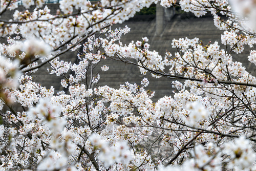 西山ダム下流公園の桜07 photo