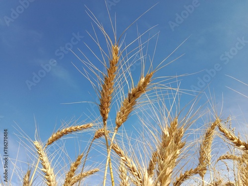 Triticum aestivum L plant or wheat plant or wheat field.ripe wheat plant background.Ripe Triticum aestivum plant head