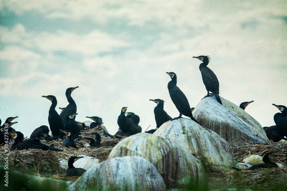Colony of southern cormorant (Phalacrocorax carbo sinensis) on islands of Gulf of Finland, Baltic Sea. Colony is located on granite boulder ludas. Most pandemonium nestlings are more than month old - obrazy, fototapety, plakaty 