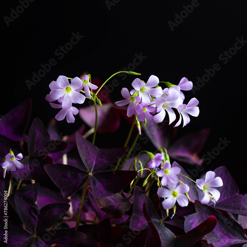 purple oxalis triangularis on the dark background. White and purple flowers