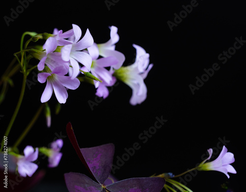 purple oxalis triangularis on the dark background. White and purple flowers
