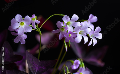 purple oxalis triangularis on the dark background. White and purple flowers photo
