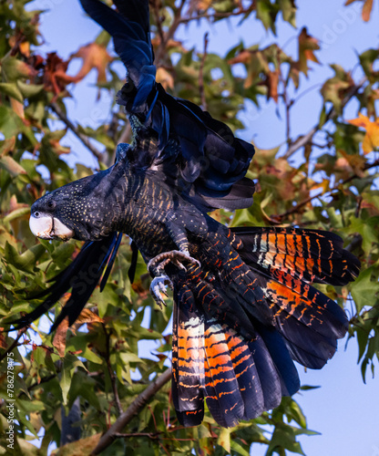 Flying beautiful red tailed black cockatoo in a tree around the Swan Valley, Perth, Western Australia photo