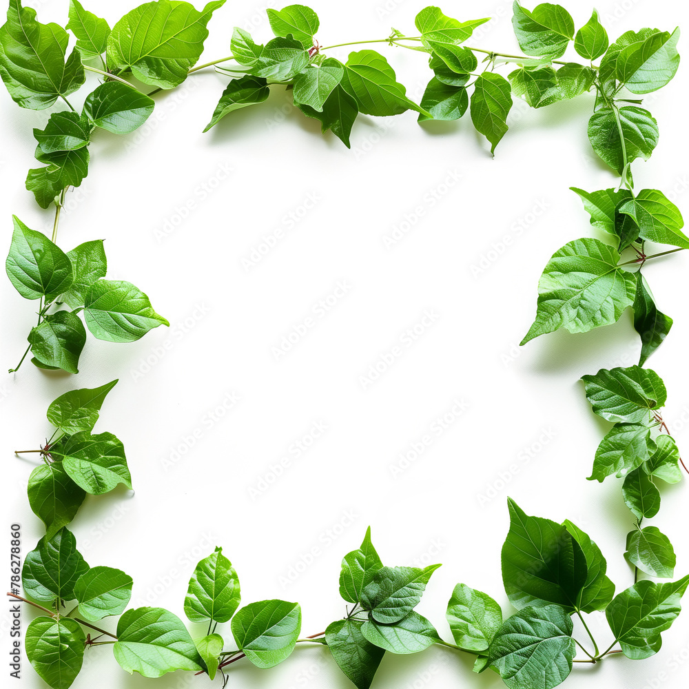 green leaves frame on white background green leaves frame on white background