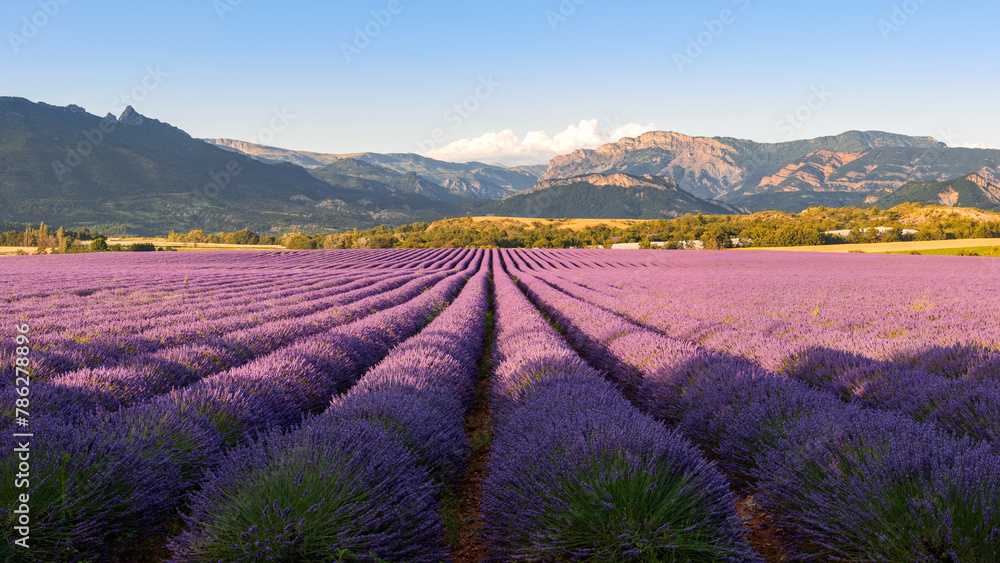 Sunset on the lavender fields of Salignac in the Alpes-de-Haute-Provence. Panoramic view of Southern Alps in France Sunset on the lavender fields of Salignac in the Alpes-de-Haute-Provence. Panoramic view of Southern Alps in France