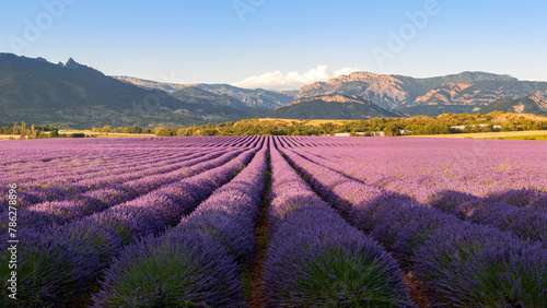 Sunset on the lavender fields of Salignac in the Alpes-de-Haute-Provence. Panoramic view of Southern Alps in France
