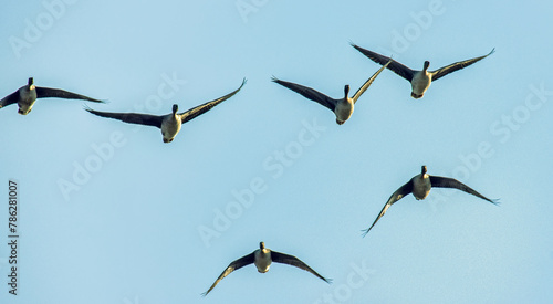 Bean goose  Anser fabalis . Flocks of migrating geese in the sky and over the forest. European migration stop-overs  Birds fly full-face  rocketing