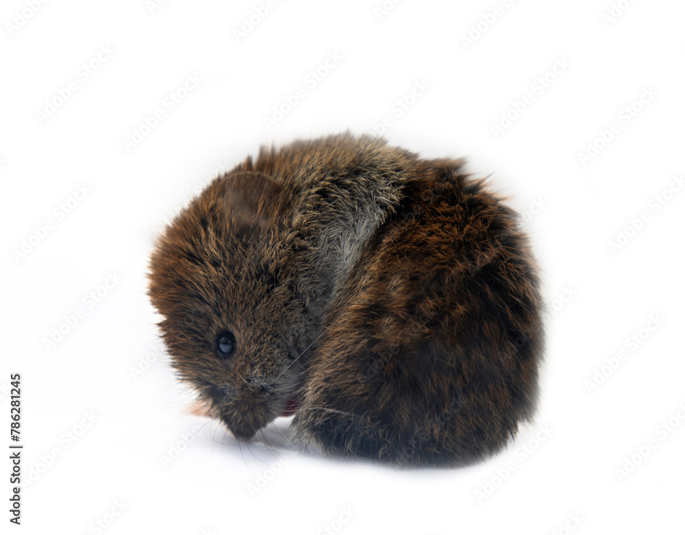 Theriology and deratization. Wild forest and field mice (Apodemus and Arvicolinae) as pests of agriculture and household. Isolated Red-backed mouse (Clethrionomys glareolus) different angles shooting Theriology and deratization. Wild forest and field mice (Apodemus and Arvicolinae) as pests of agriculture and household. Isolated Red-backed mouse (Clethrionomys glareolus) different angles shooting