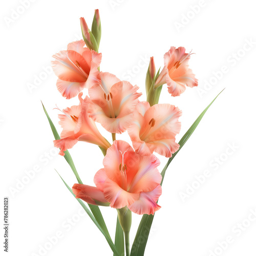 Beauty flower, Gladiolus isolated on a white background