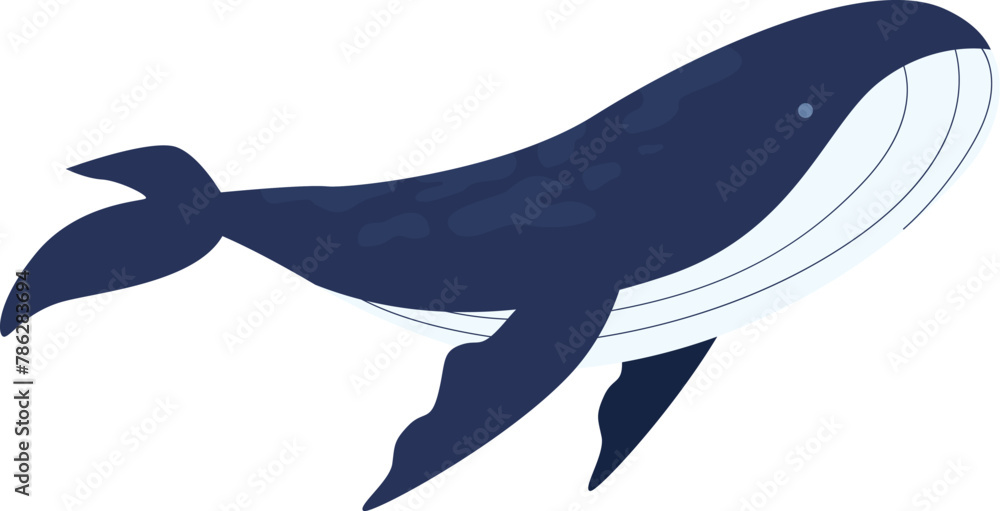 whale vector illustration isolated on white background. humpback whale. Colourful vector isolated illustration hand drawn. Wildlife, mammal from ocean. whale vector illustration isolated on white background. humpback whale. Colourful vector isolated illustration hand drawn. Wildlife, mammal from ocean.
