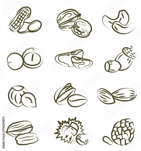 Concept of healthy eating. Collection of different nuts vector flat illustration. Various nuts.
