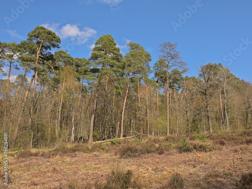Landscape with heath and forest on a sunny spring day in Maldegemveld nature reserve, Ursel, Flanders, Belgium  photo