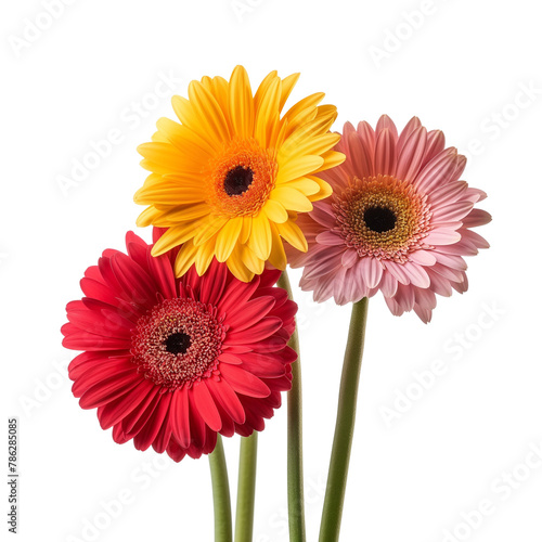 Beauty close-up gerbera daisy flower isolated on a white background