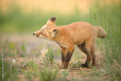 Young Red Fox sharing in a path © Francis