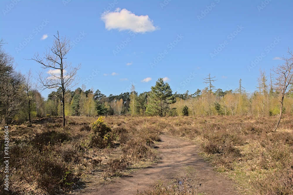 Landscape with heath and forest on a sunny spring day in Maldegemveld nature reserve, Ursel, Flanders, Belgium 