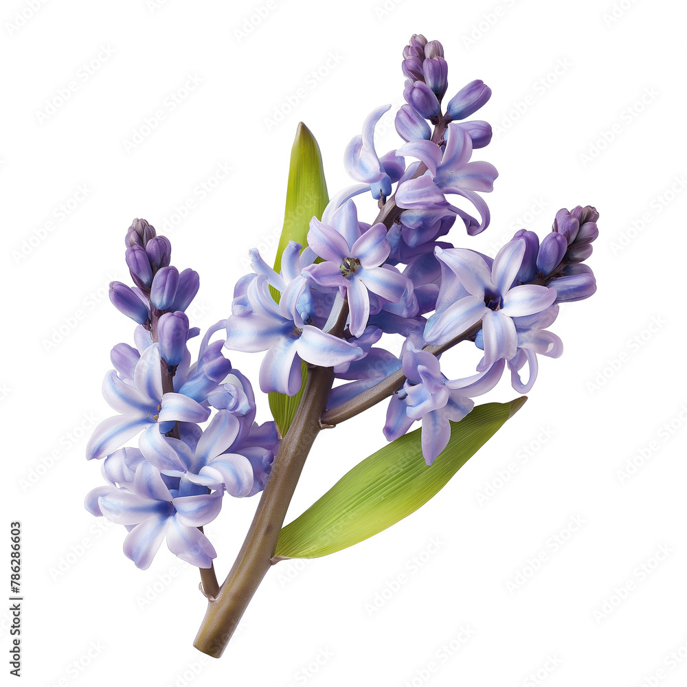 Close-up photo Hyacinth flower isolated on a white background