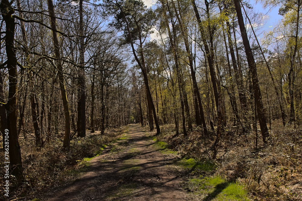 Sunny dirt road in a spring forest in Drongengoedbos forest in Ursel, Flanders, Belgium Sunny dirt road in a spring forest in Drongengoedbos forest in Ursel, Flanders, Belgium