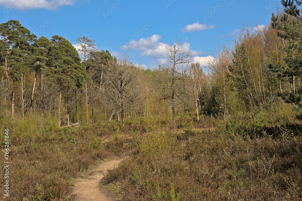 Landscape with path through heathland and forest on a sunny spring day in Maldegemveld nature reserve, Ursel, Flanders, Belgium Landscape with path through heathland and forest on a sunny spring day in Maldegemveld nature reserve, Ursel, Flanders, Belgium