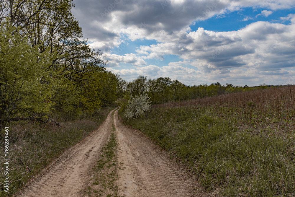 dirt road in the field, blossoming trees, spring day in nature, clear fine day