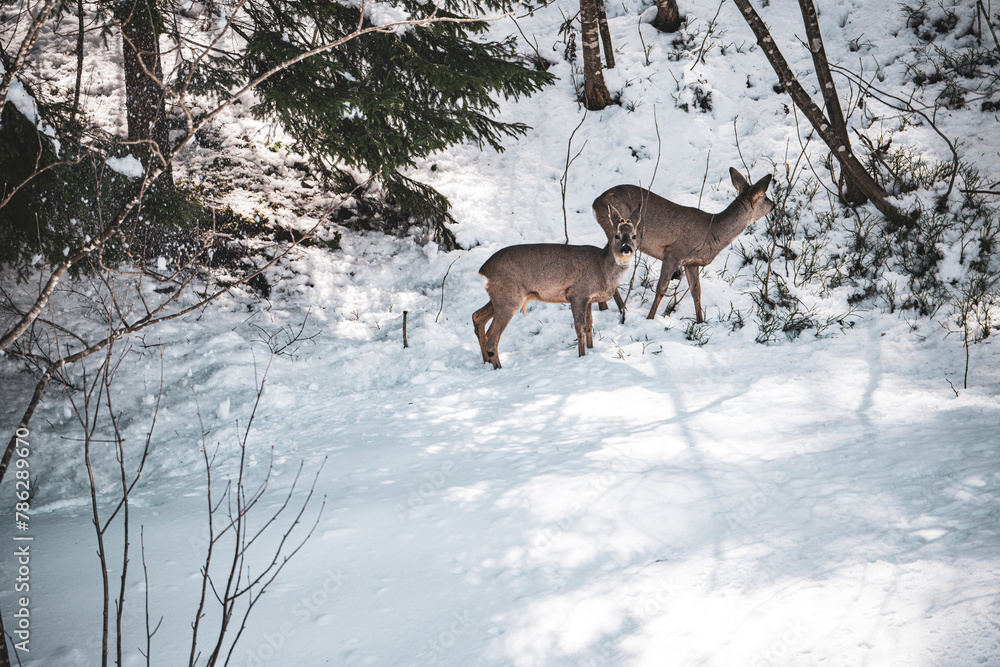 Fototapeta premium Rehe auf Nahrungssuche