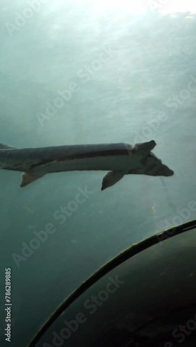 fish underwater lake vertical video photo