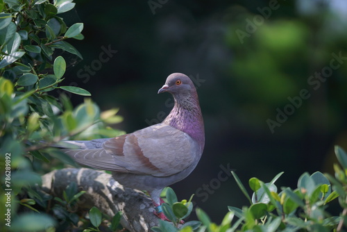pigeon on a branch (4)