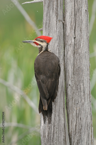 Pileated Woodpecker perch on a tree trunk
