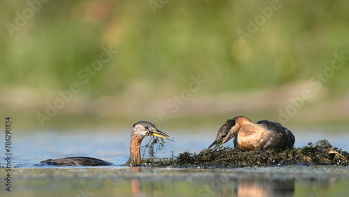 Male and Female Red-necked Grebe  building a nest on the water of a lake
