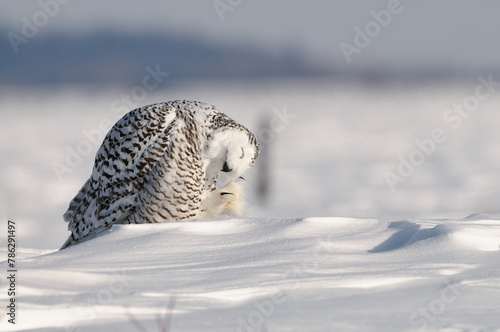 Snowy Owl in winter who hunts