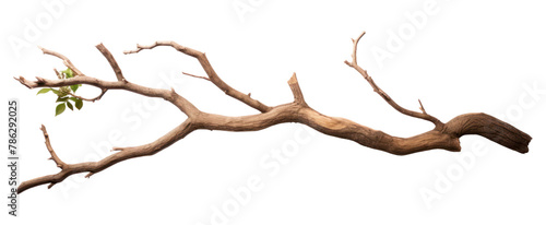 PNG Tree driftwood branch plant
