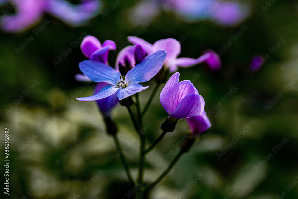 soft focus, shallow depth of field floral background, delicate blue-purple flowers on a blurred background
soft focus, shallow depth of field floral background, delicate blue-purple flowers on a blurred background